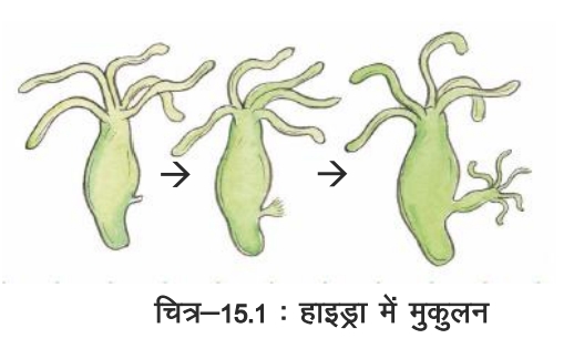 BSEB Class 8th Science Solutions Ch 15 Notes जंतुओं में प्रजनन। Jantuo me prajanan Notes