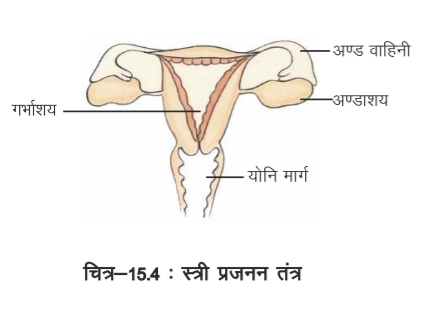 BSEB Class 8th Science Solutions Ch 15 Notes जंतुओं में प्रजनन। Jantuo me prajanan Notes