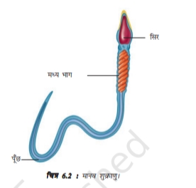 BSEB Class 8th Science Solutions Ch 15 Notes जंतुओं में प्रजनन। Jantuo me prajanan Notes